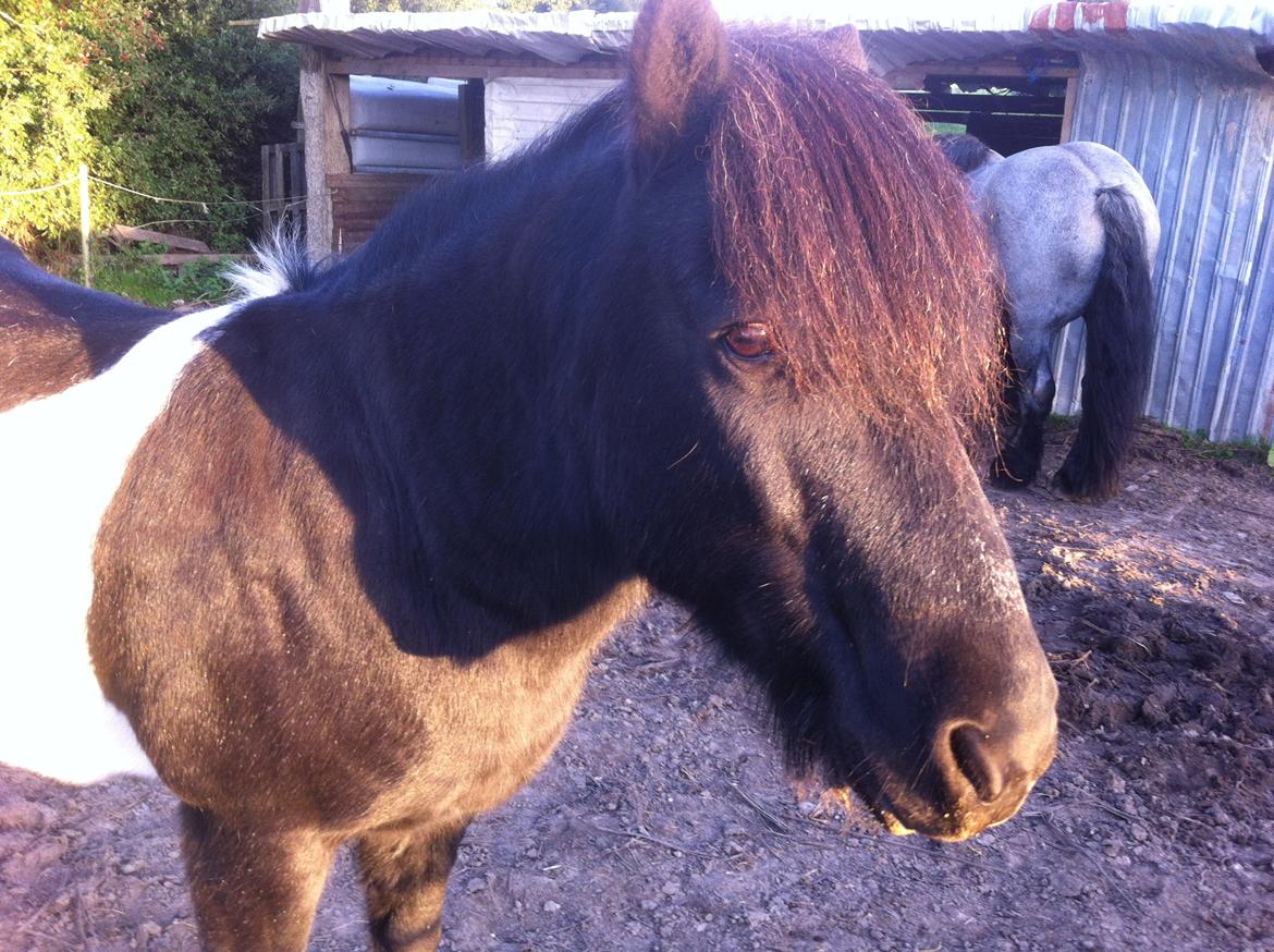Islænder Frami - charme ged  billede 7