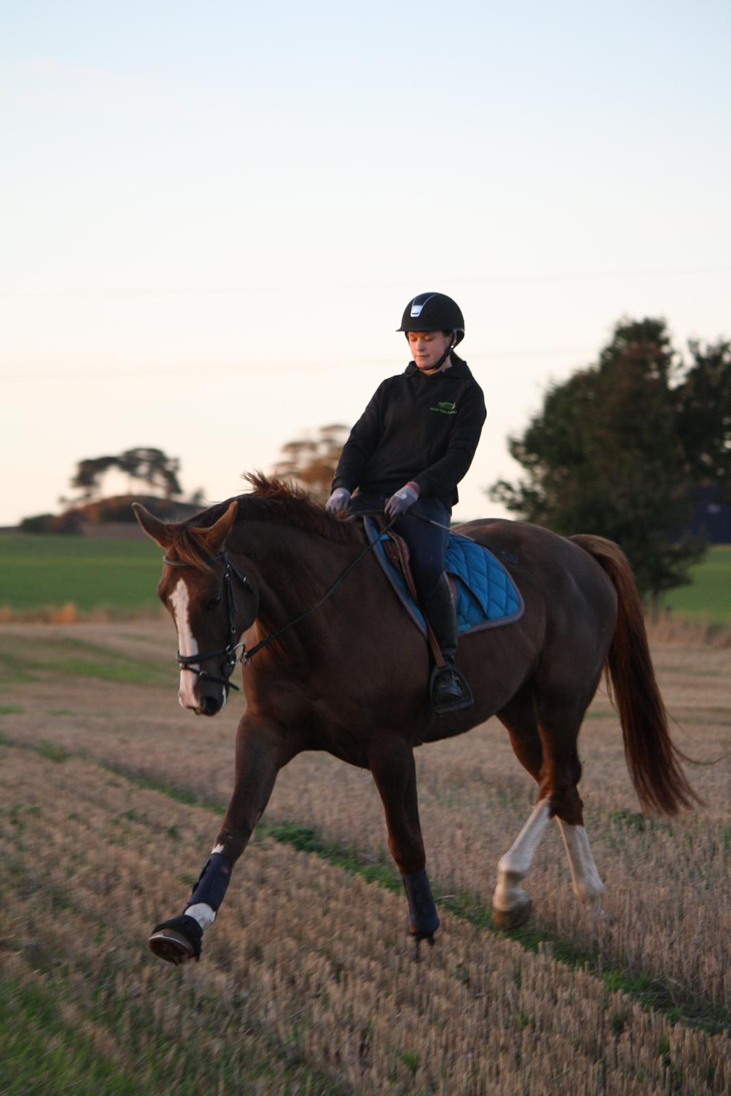 Belgisk varmblod D´Amour V/H Dennenhof - Lidt dressur Foto : Mor billede 37