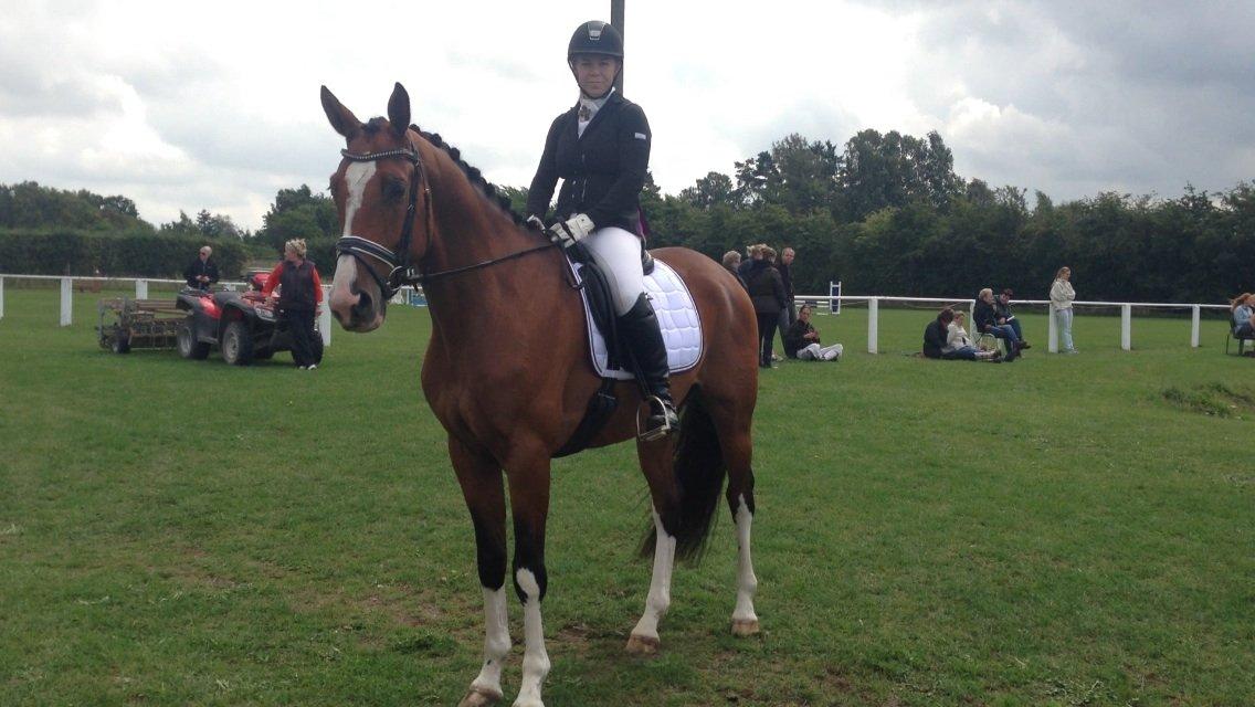 Dansk Varmblod Westergaardens Thesion  billede 1