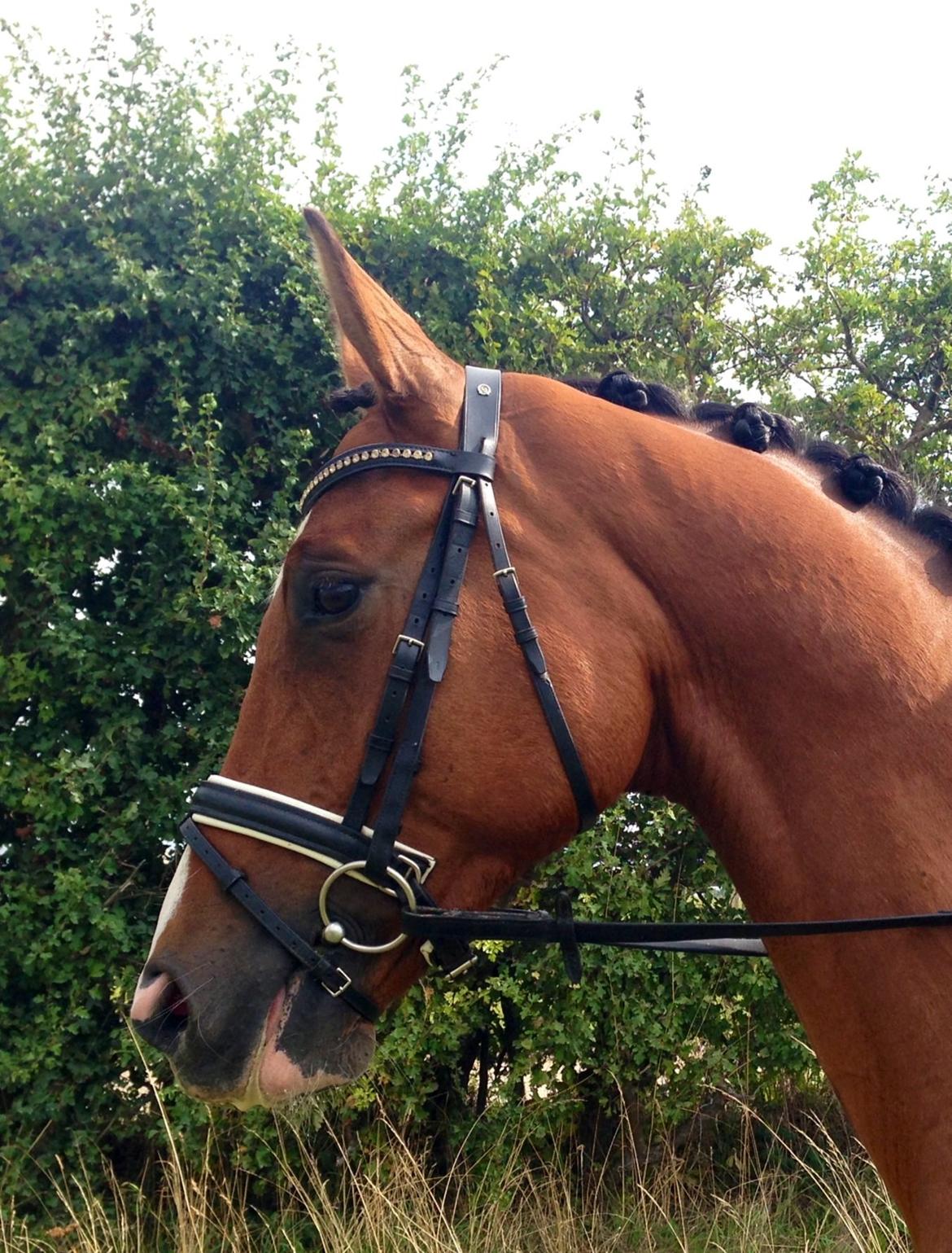 Dansk Varmblod Westergaardens Thesion  billede 2