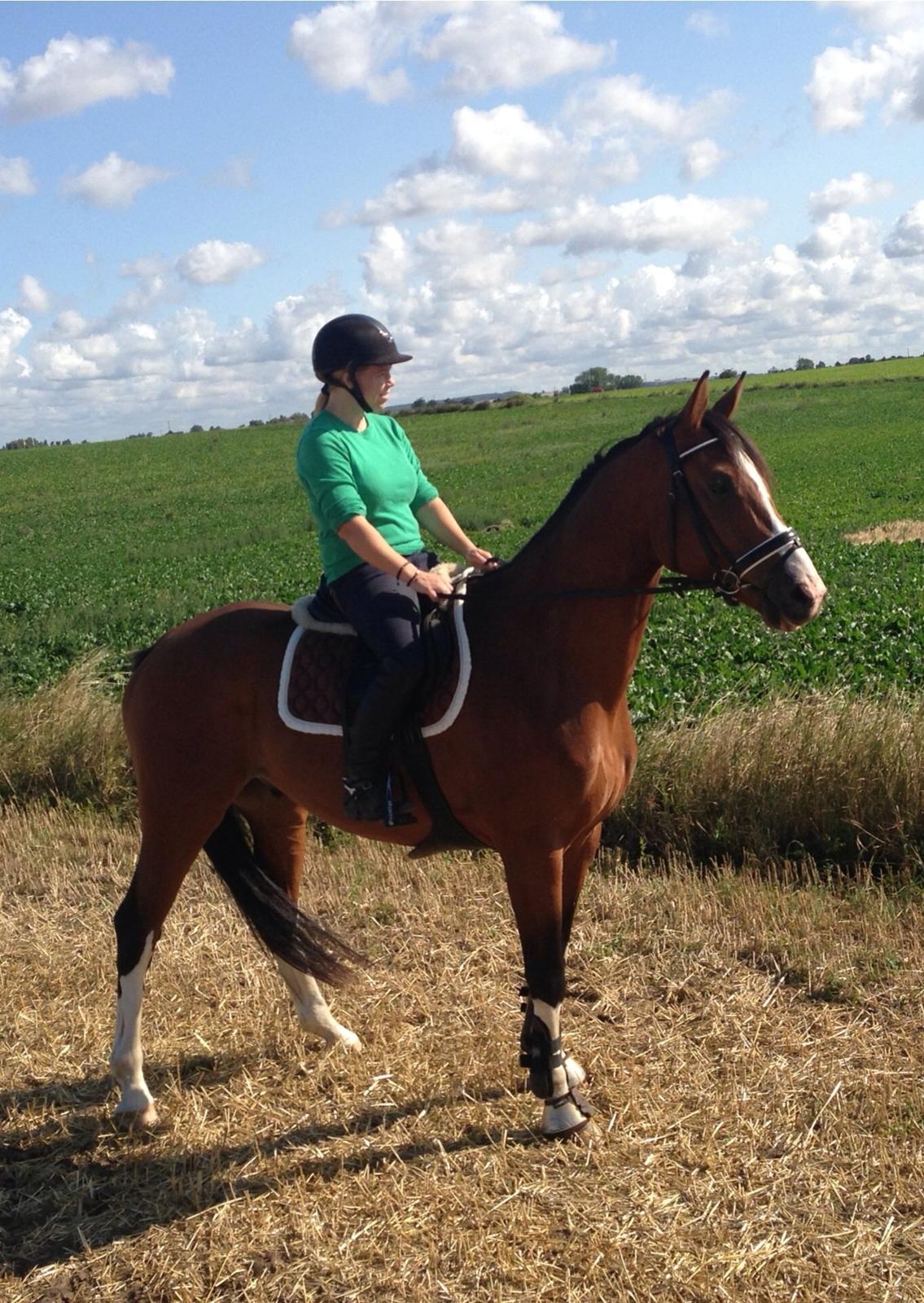 Dansk Varmblod Westergaardens Thesion  billede 3
