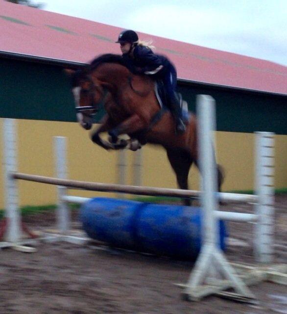 Dansk Varmblod Westergaardens Thesion  billede 4