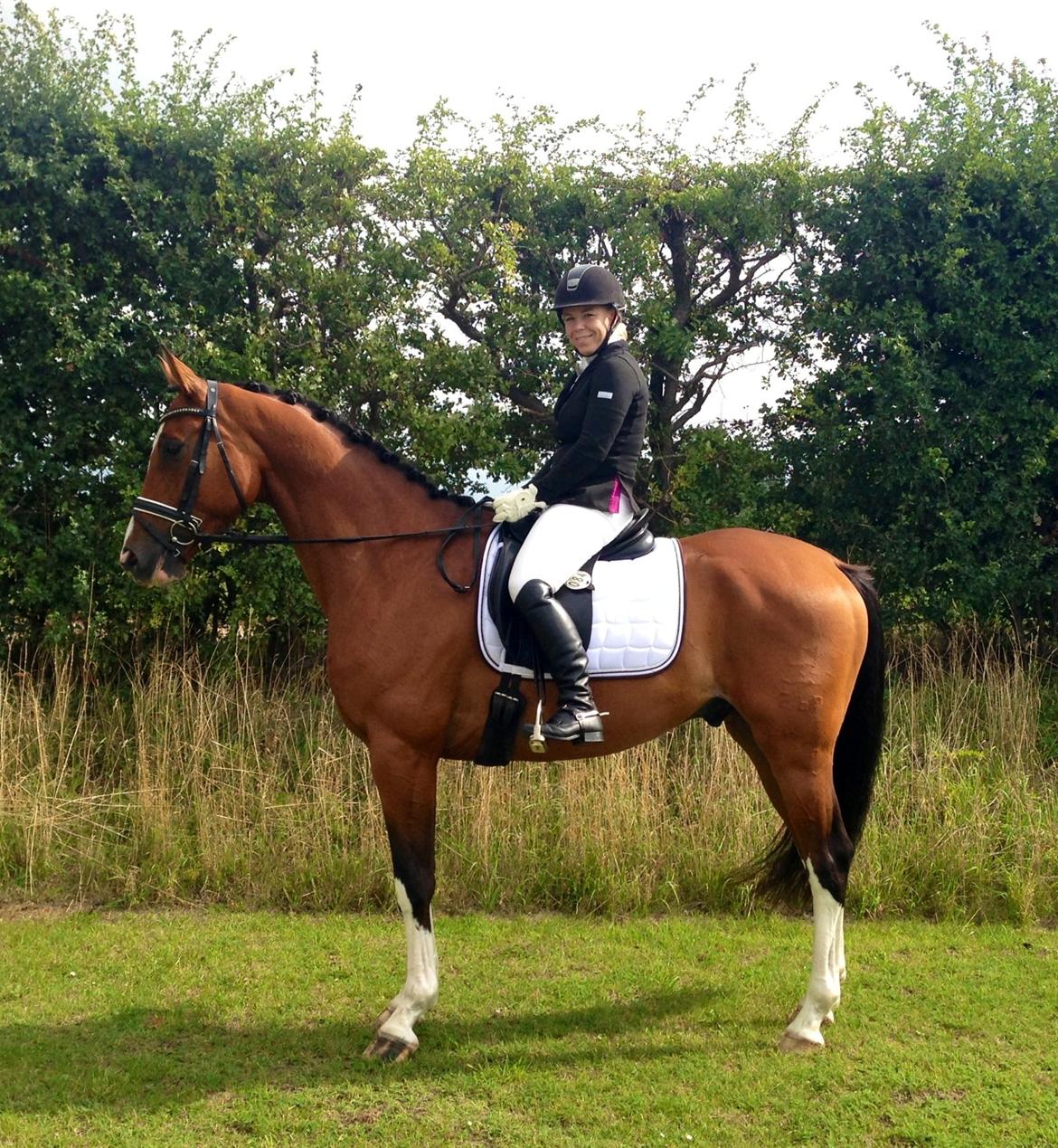 Dansk Varmblod Westergaardens Thesion  billede 5