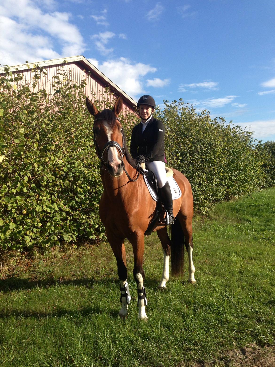 Dansk Varmblod Westergaardens Thesion  billede 6