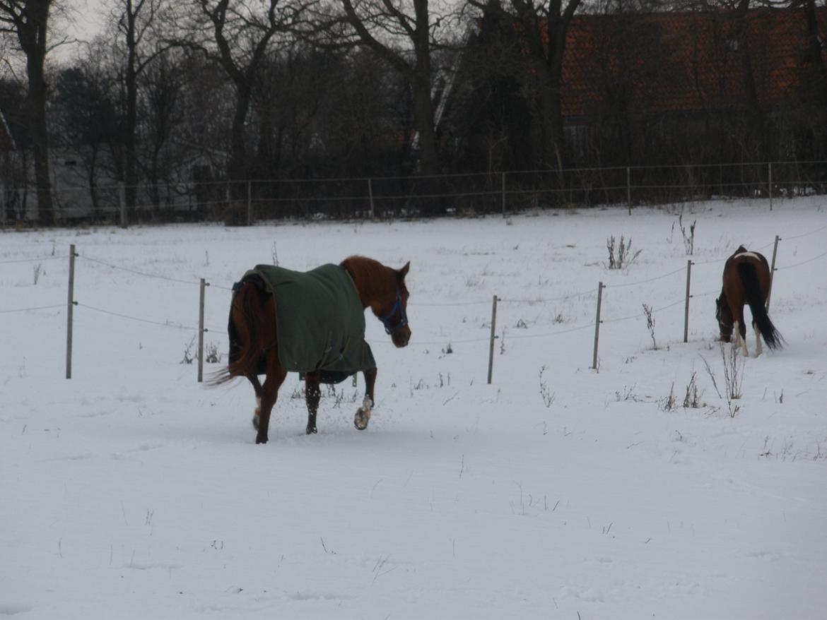 Sportsaraber (A) †Oliver† billede 24