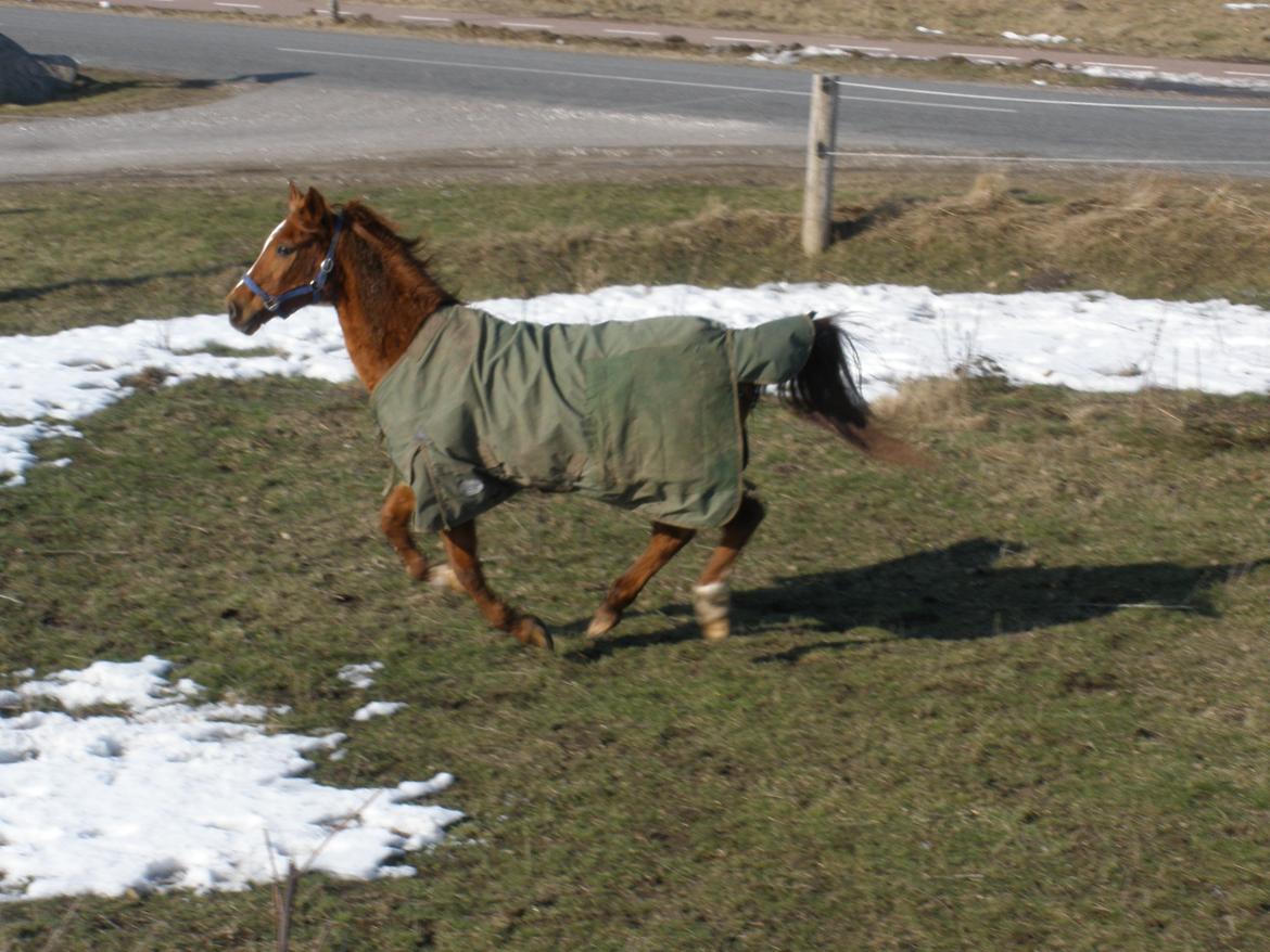 Sportsaraber (A) †Oliver† billede 25