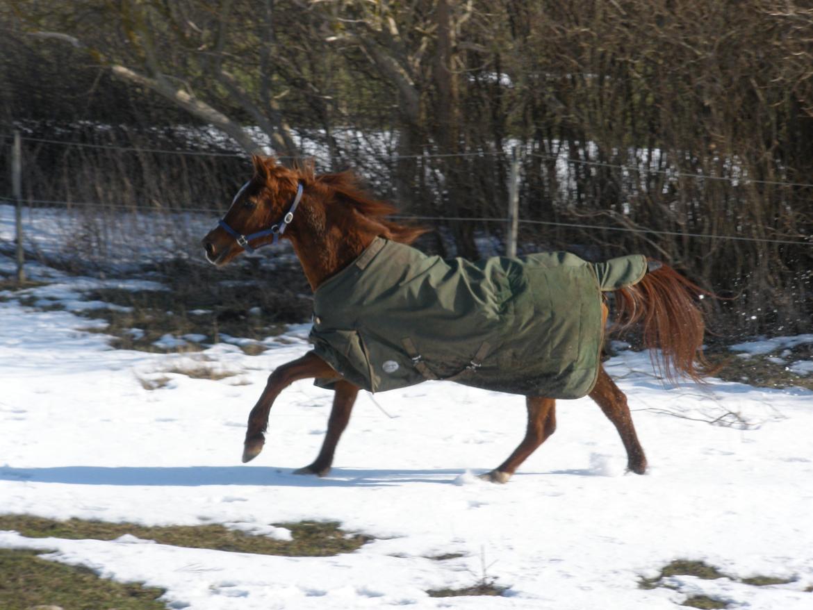 Sportsaraber (A) †Oliver† billede 28