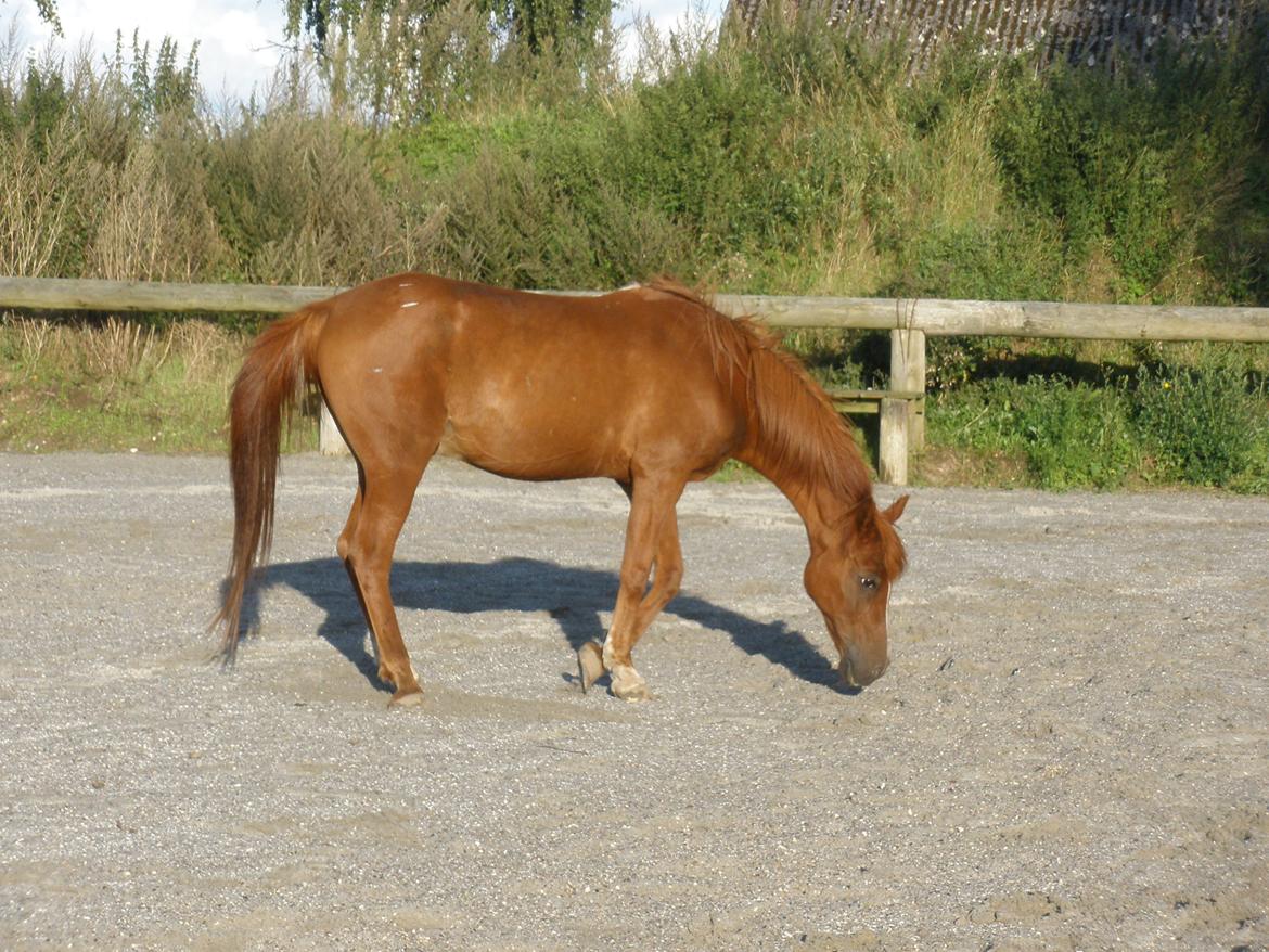 Sportsaraber (A) †Oliver† billede 35