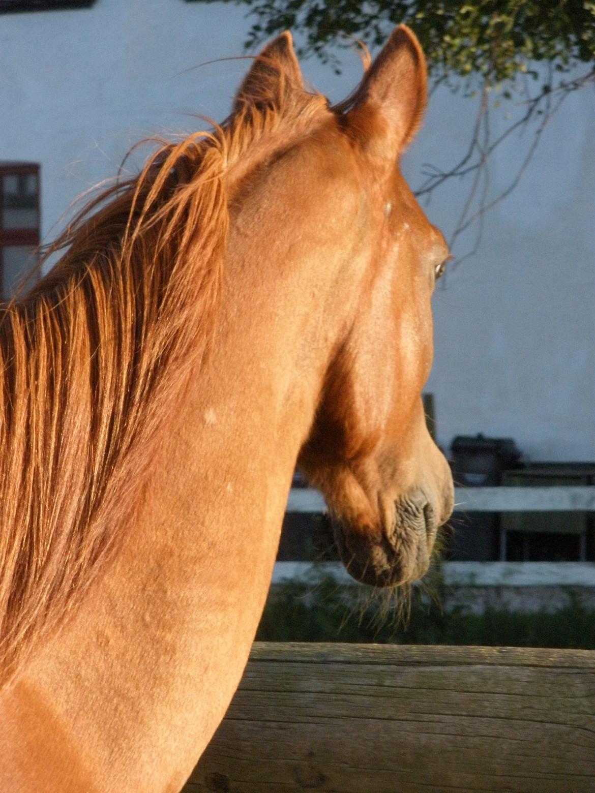 Sportsaraber (A) †Oliver† billede 37