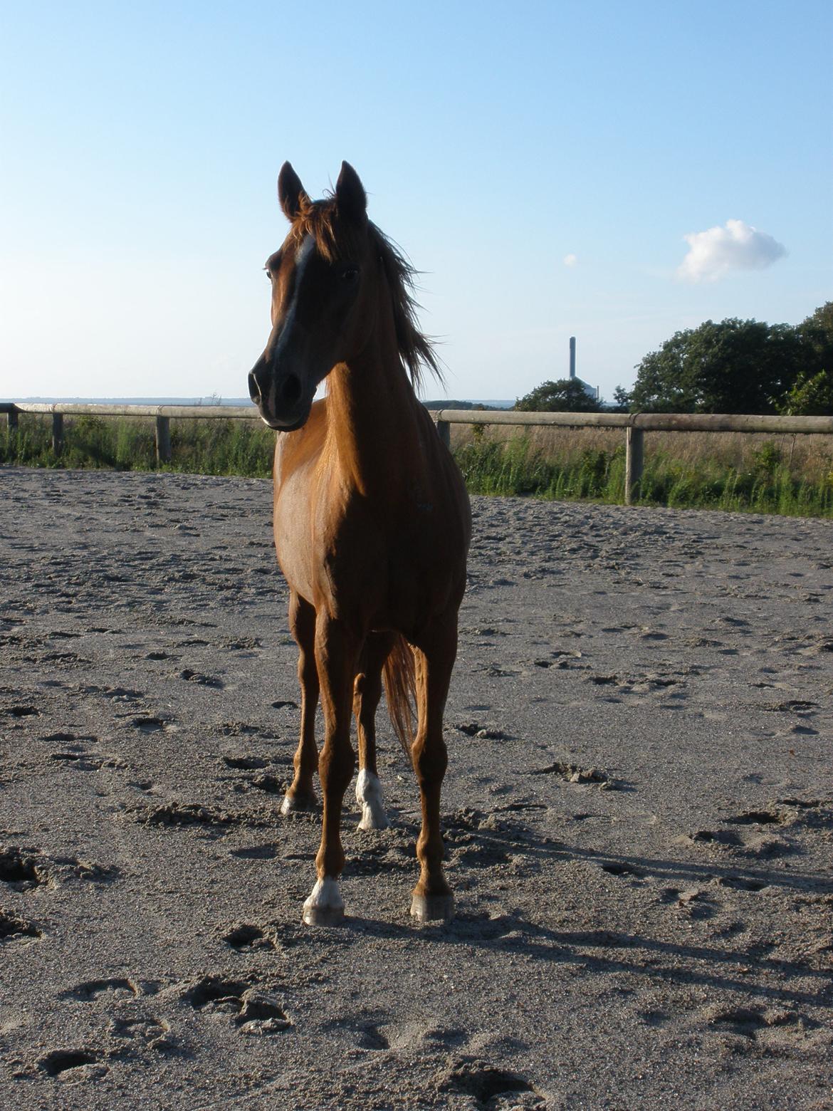 Sportsaraber (A) †Oliver† billede 38