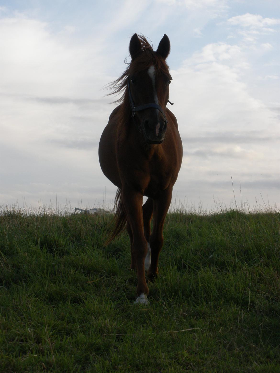 Sportsaraber (A) †Oliver† billede 40