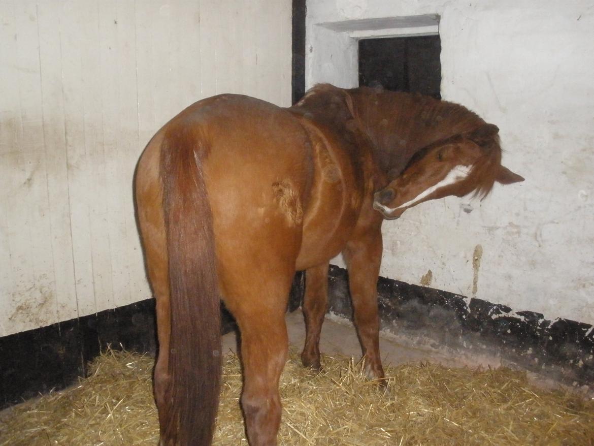 Sportsaraber (A) †Oliver† billede 43