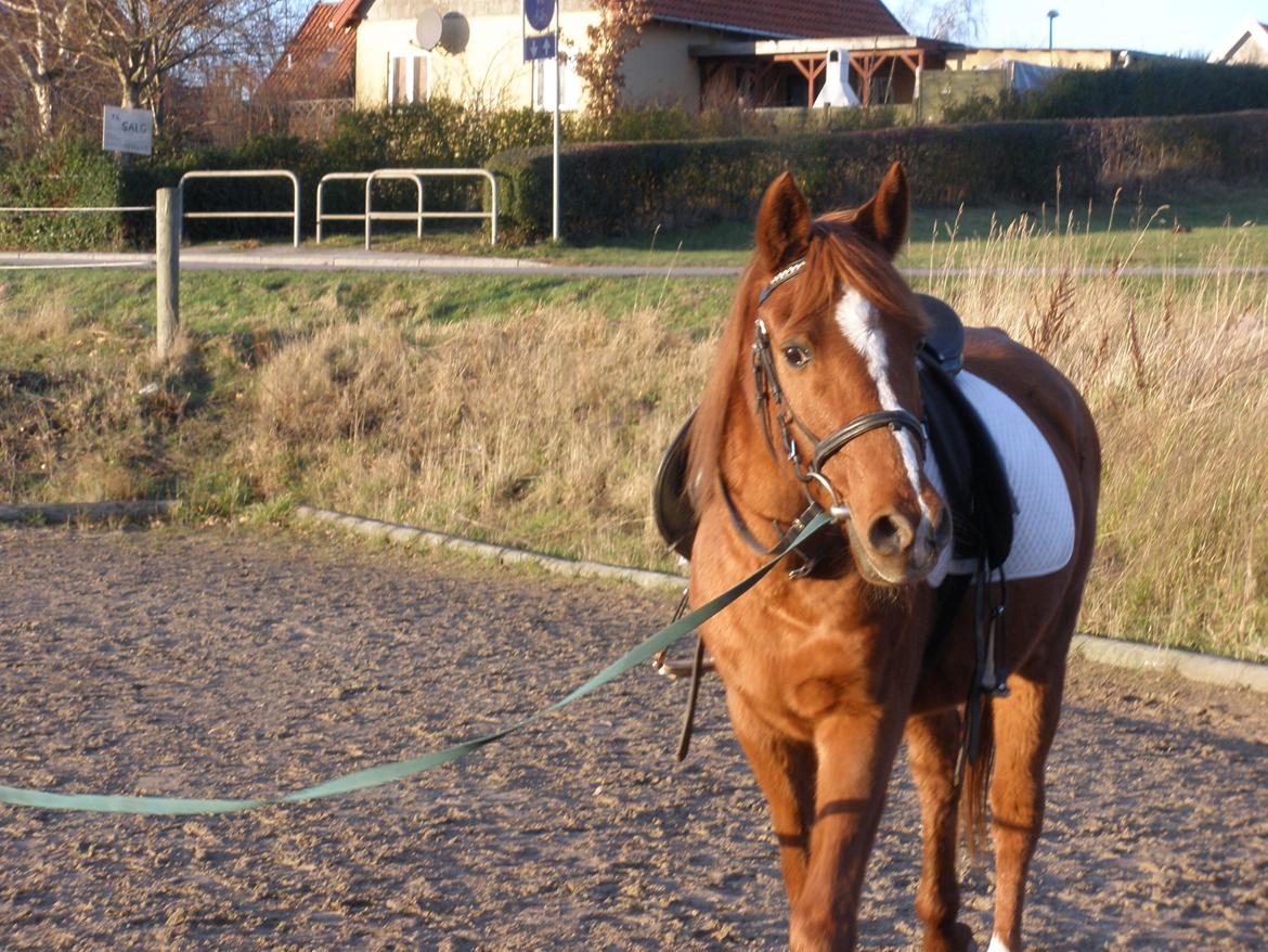 Sportsaraber (A) †Oliver† billede 46