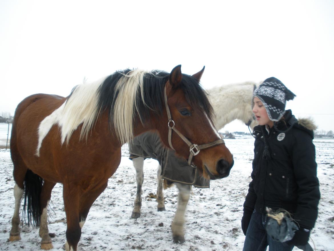 Pinto Argo billede 21