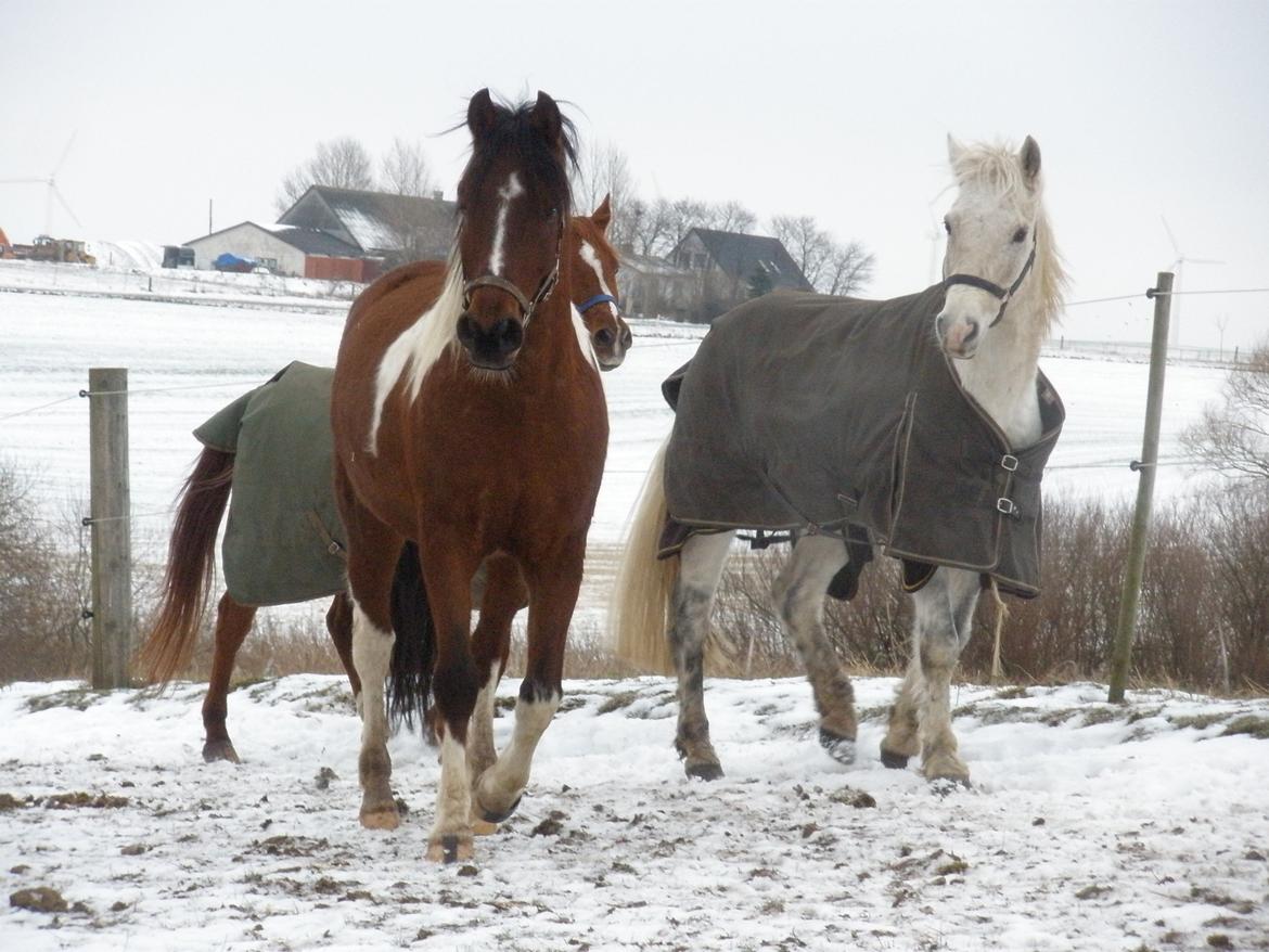 Pinto Argo billede 22