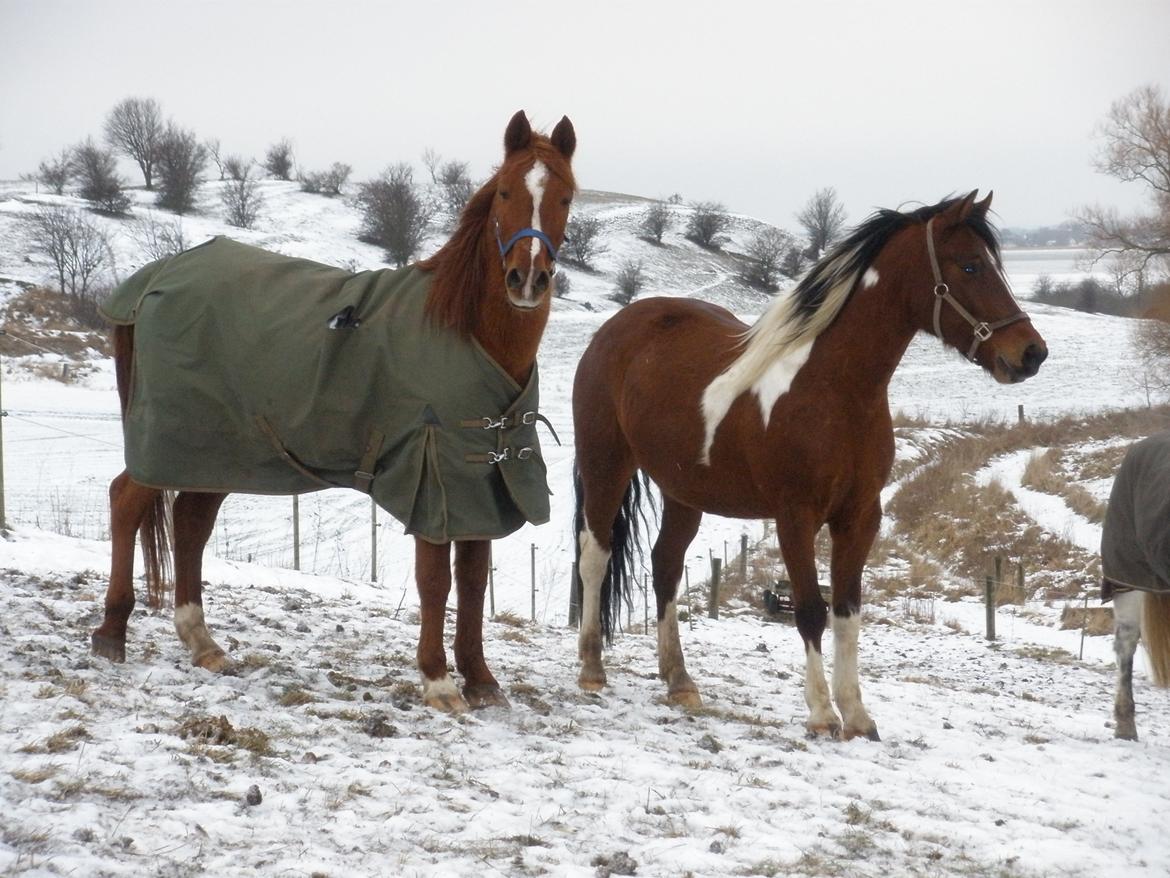 Pinto Argo billede 23