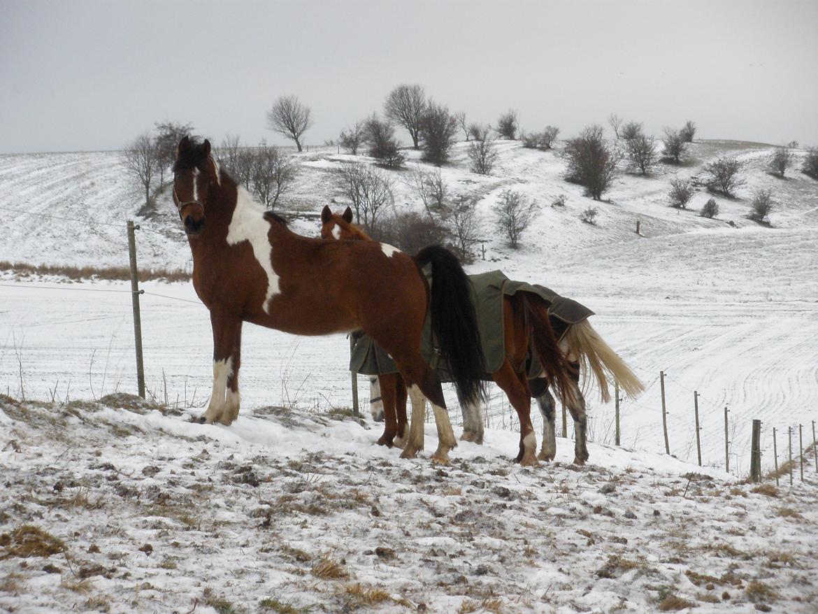 Pinto Argo billede 24