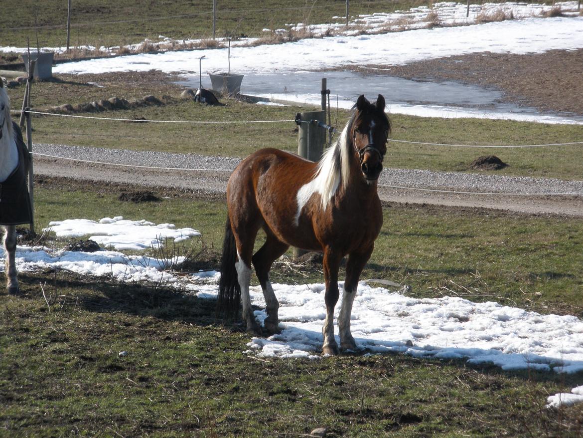 Pinto Argo billede 25