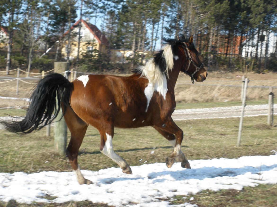 Pinto Argo billede 26