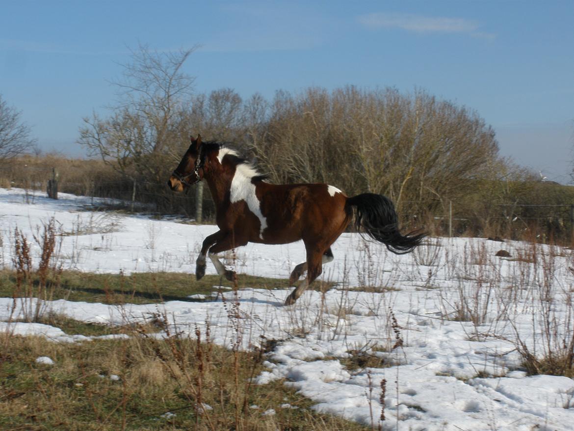 Pinto Argo billede 27