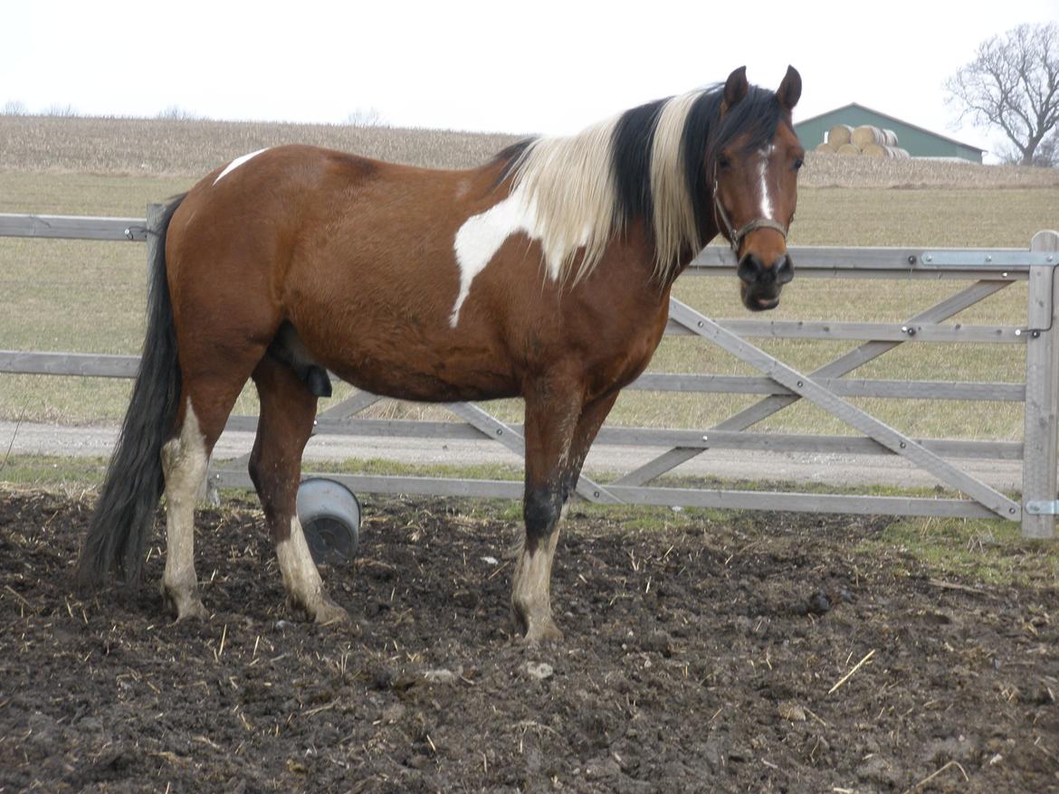 Pinto Argo billede 28