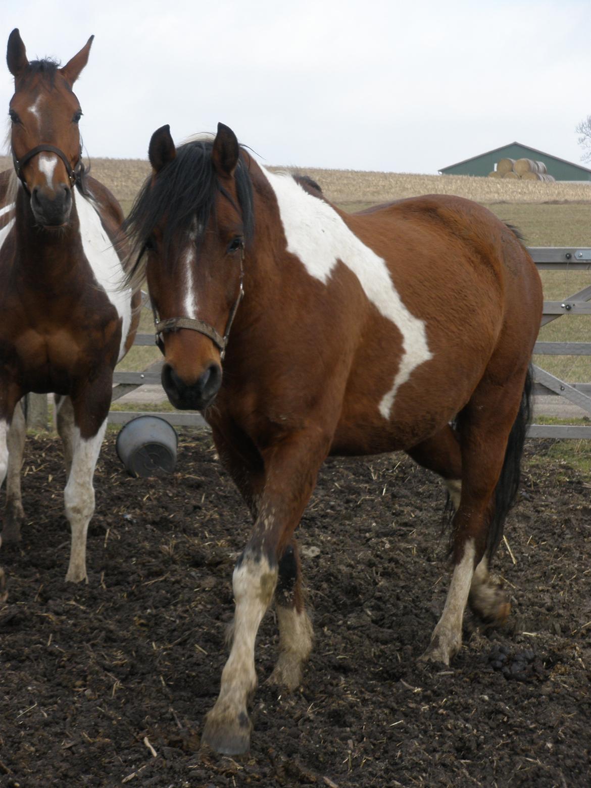 Pinto Argo billede 29
