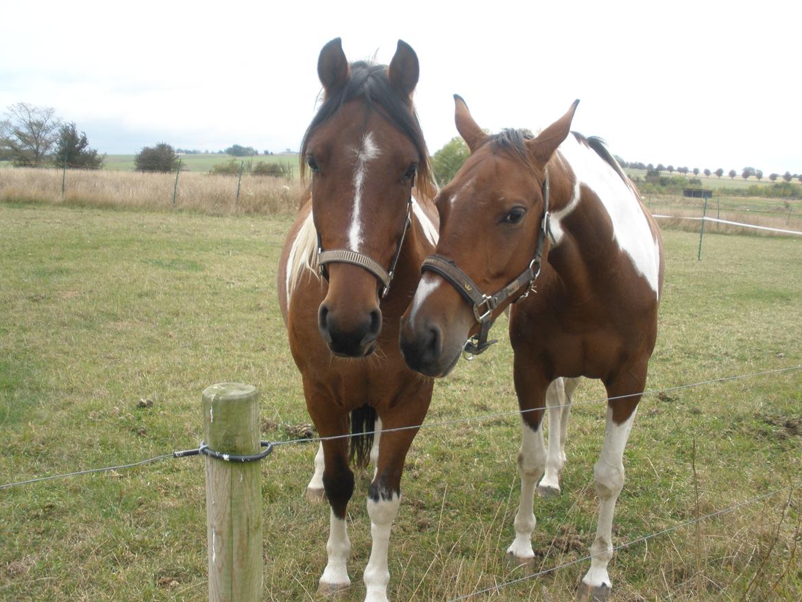 Pinto Argo billede 30