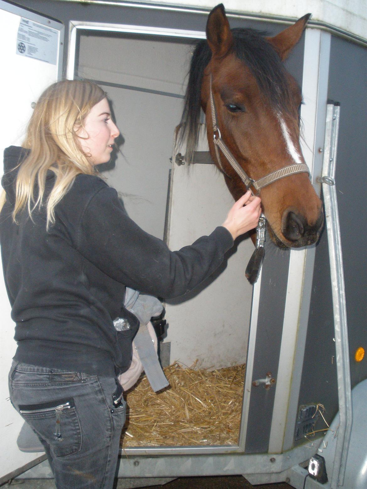 Pinto Argo billede 32