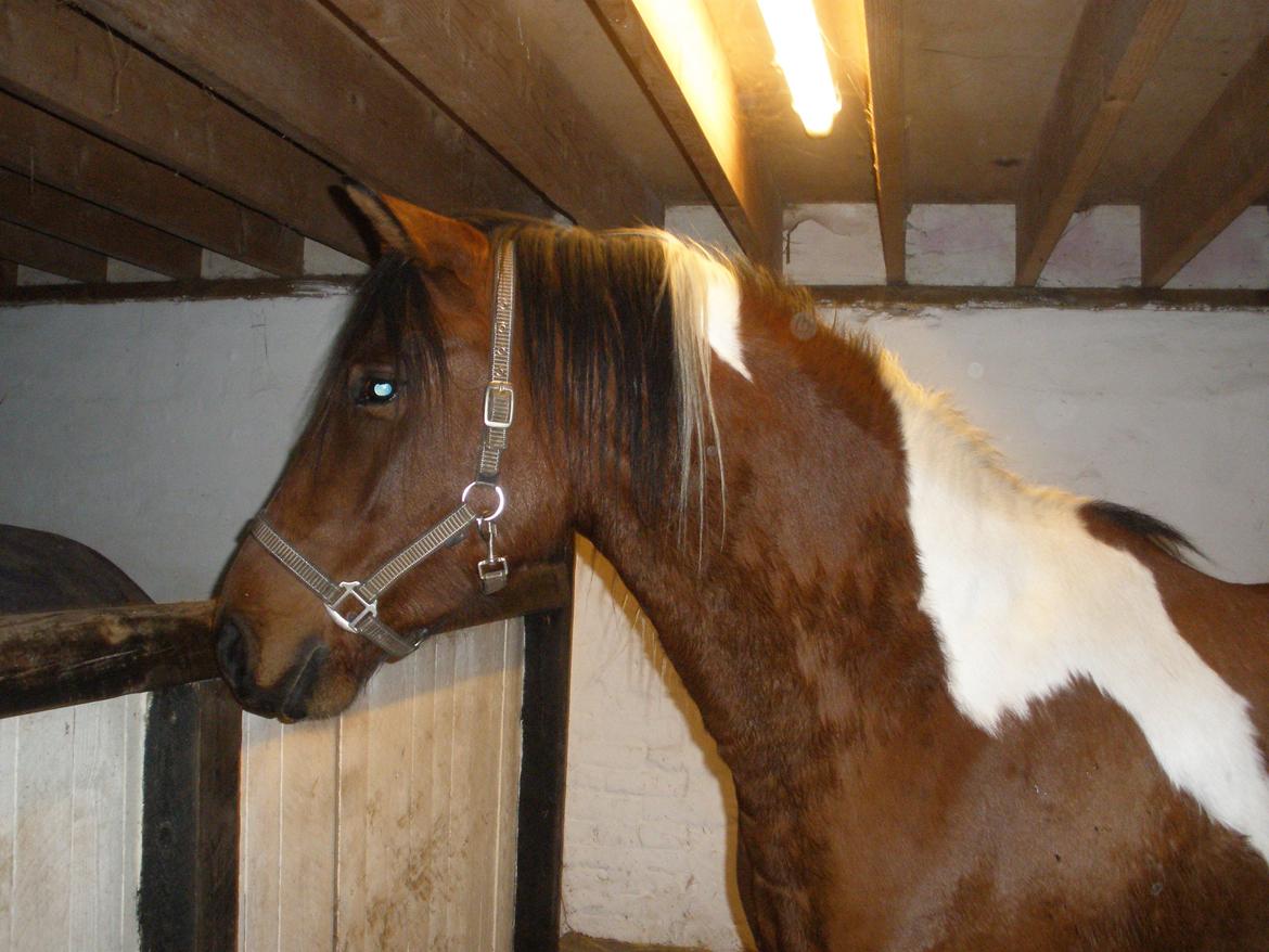 Pinto Argo billede 33