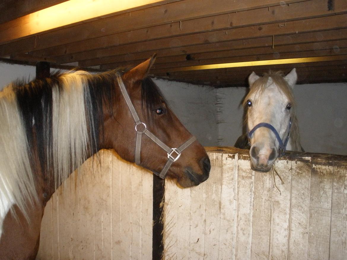 Pinto Argo billede 34