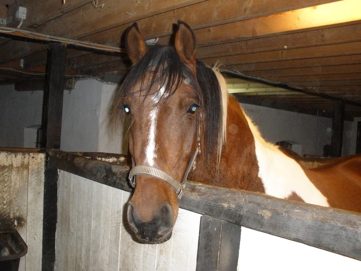 Pinto Argo billede 35