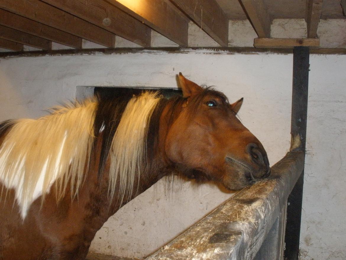 Pinto Argo billede 36