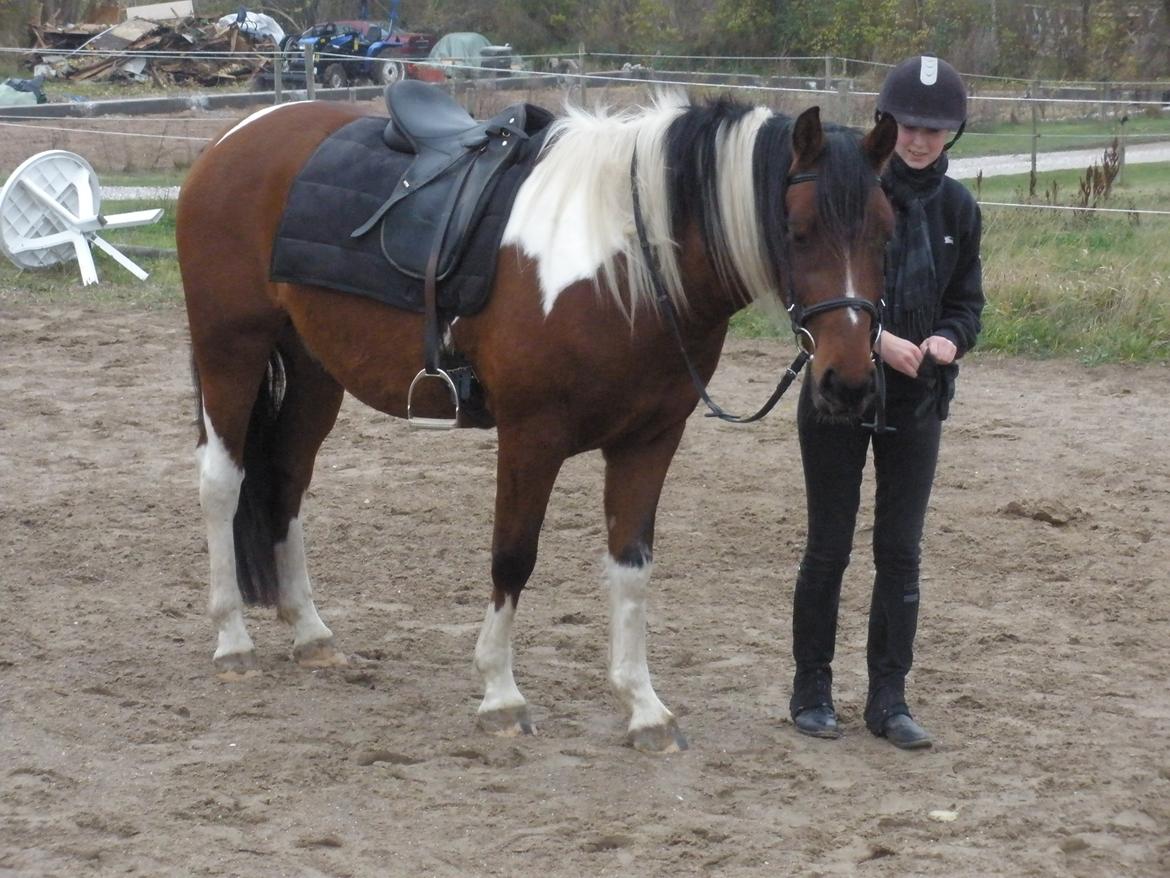 Pinto Argo billede 37