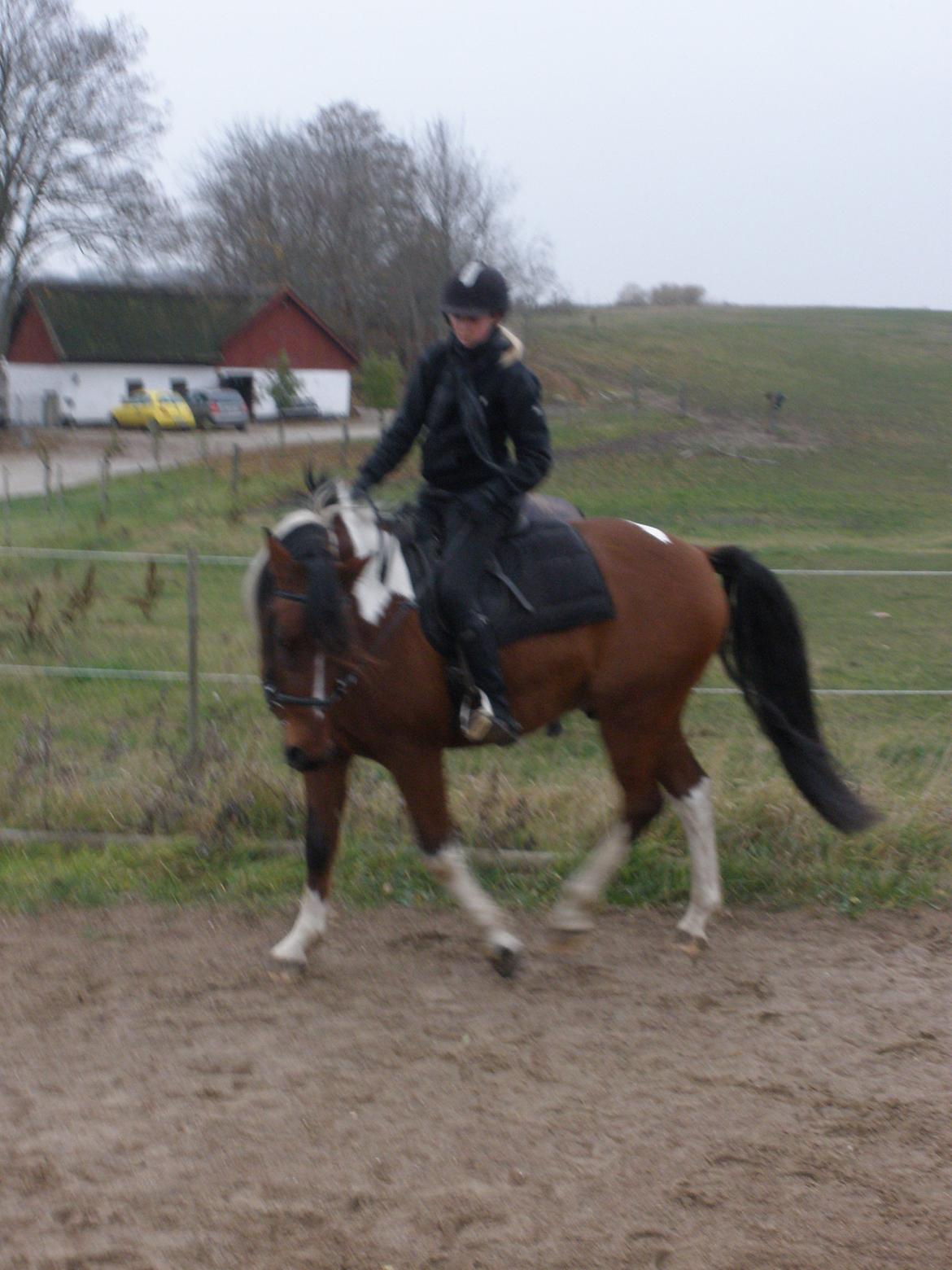 Pinto Argo billede 38