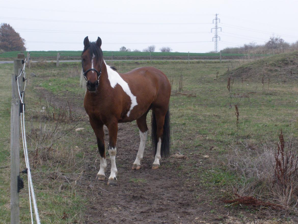 Pinto Argo billede 39