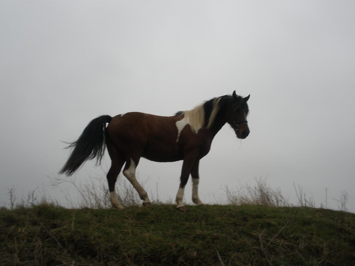 Pinto Argo billede 40