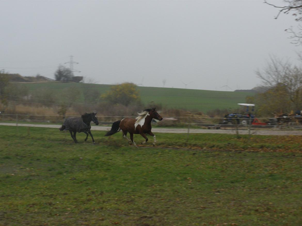 Pinto Argo billede 41