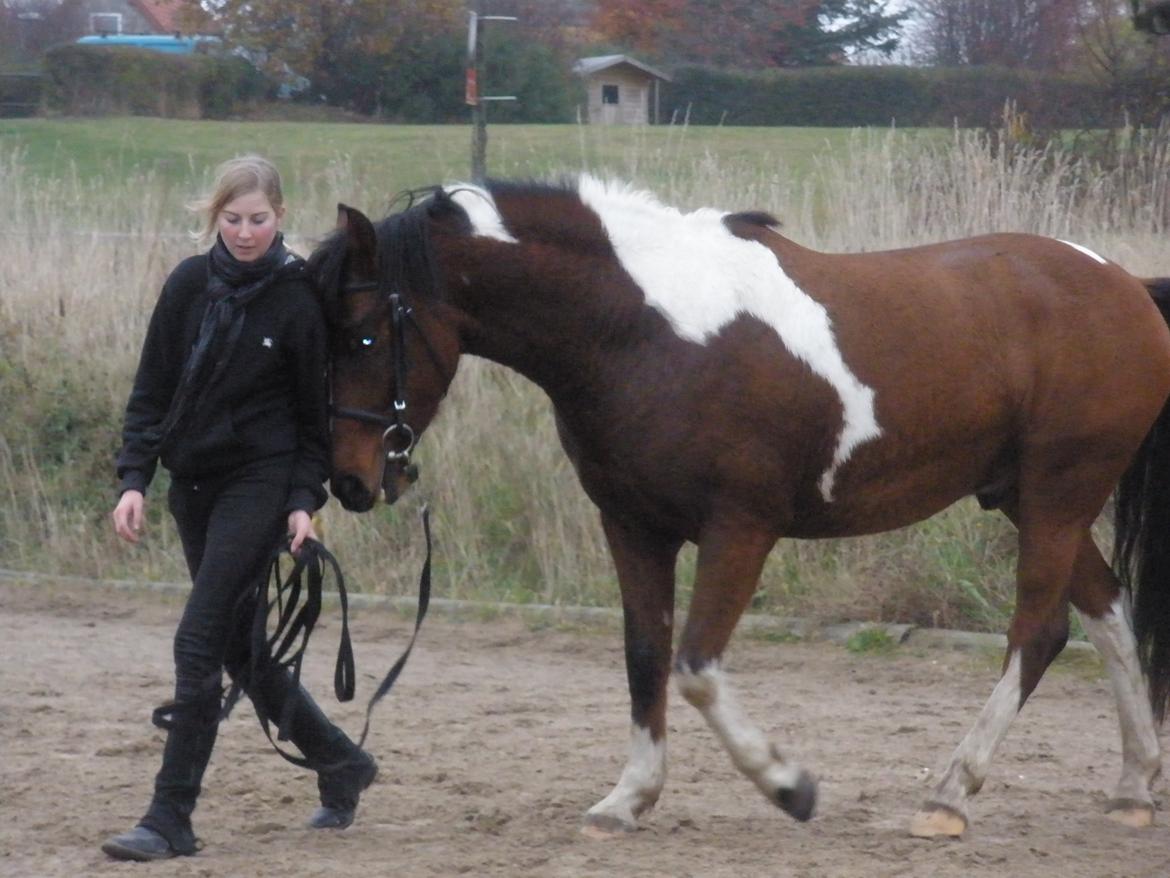 Pinto Argo billede 42