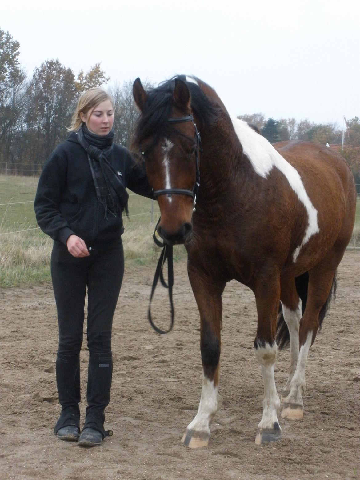 Pinto Argo billede 43