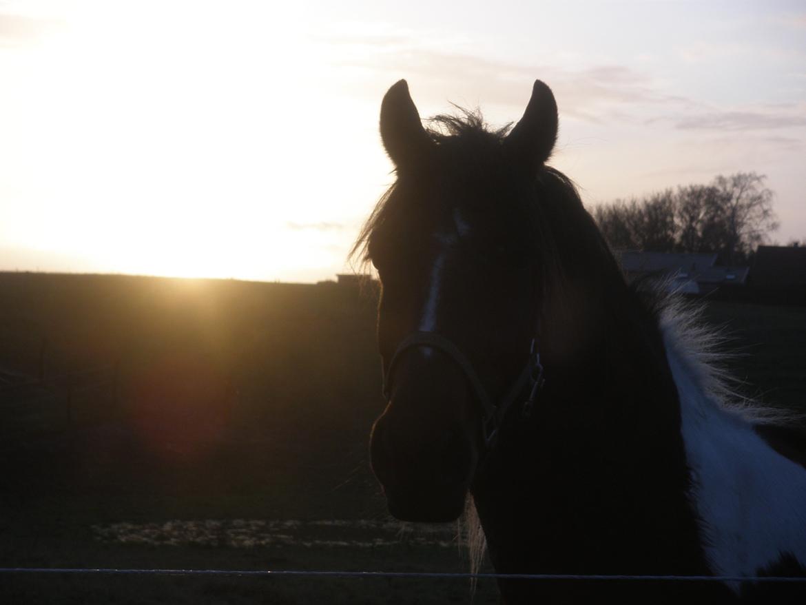 Pinto Argo billede 44