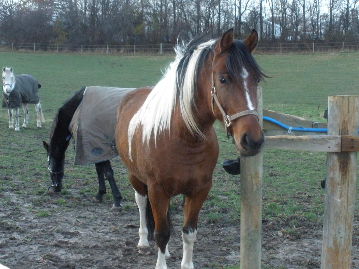 Pinto Argo billede 45