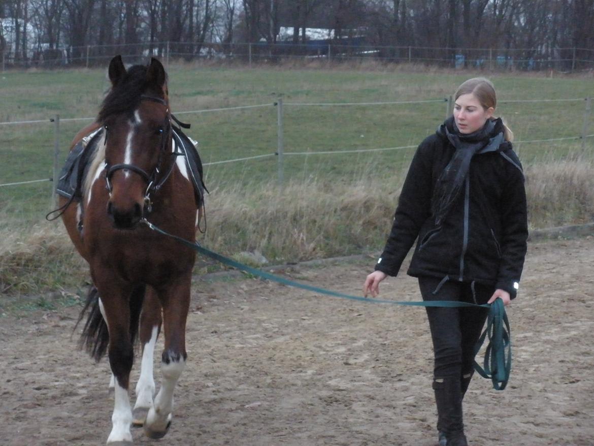 Pinto Argo billede 46