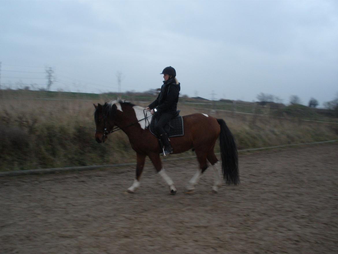 Pinto Argo billede 48