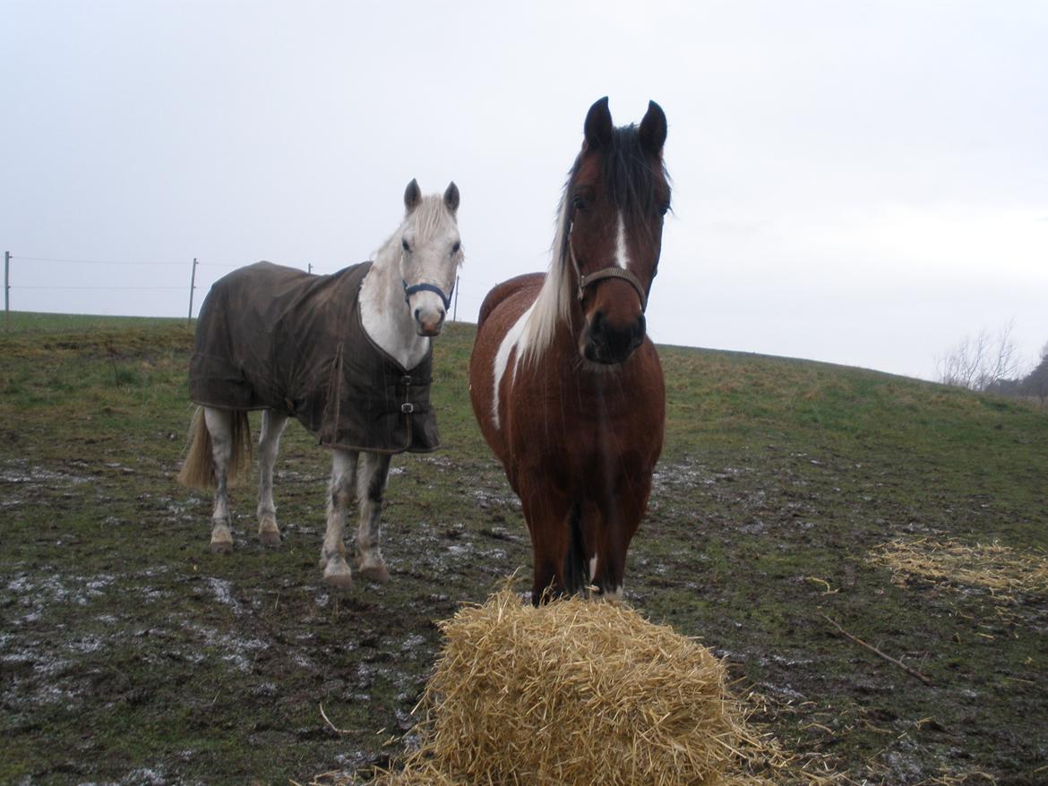 Pinto Argo billede 49