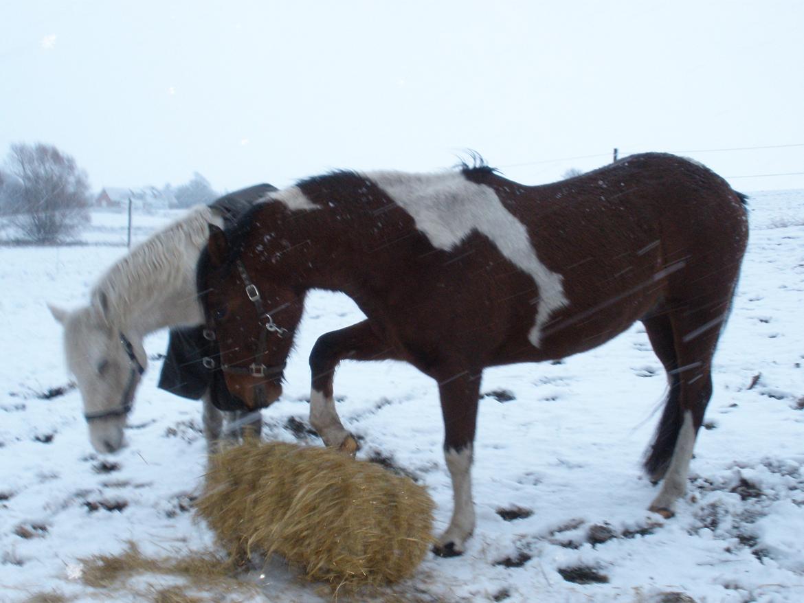 Pinto Argo billede 50