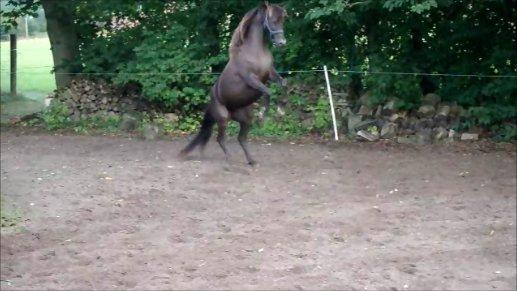 Anden særlig race shadow of touch billede 2