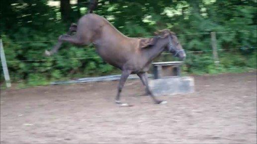 Anden særlig race shadow of touch billede 22