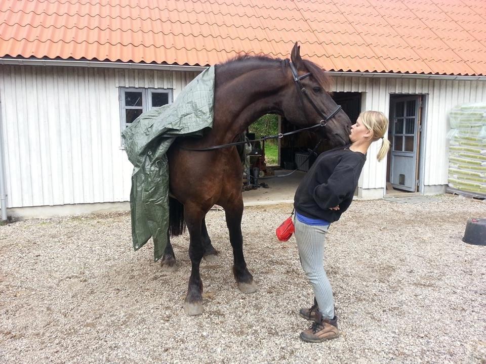 Frieser Branco af Stasevang - Horsemanship<3 billede 12