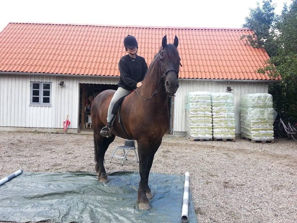 Frieser Branco af Stasevang - Horsemanship<3 billede 13