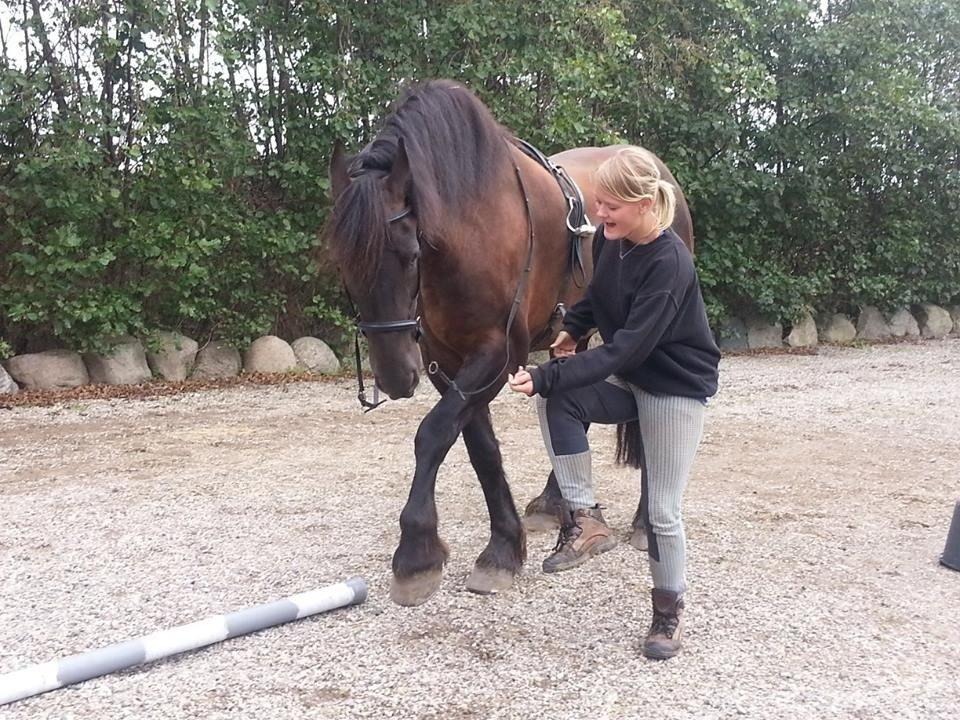 Frieser Branco af Stasevang - Og så er vi ved at lære spanske skridt, september 2013<3 billede 14